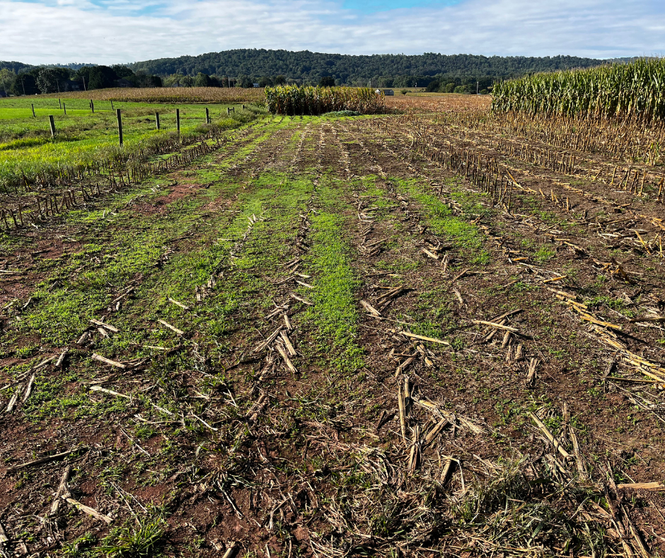 managing cool-season grass weeds in wheat, barley, and hay fields