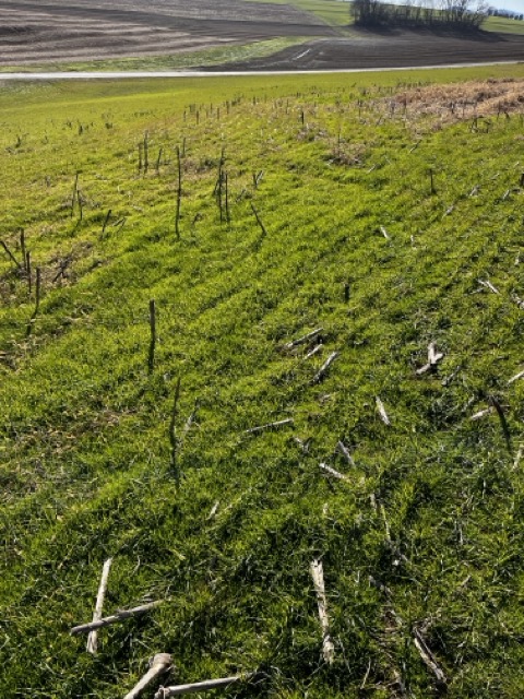 Managing Cool Season Grass Weeds in Wheat Barley and Hay Fields